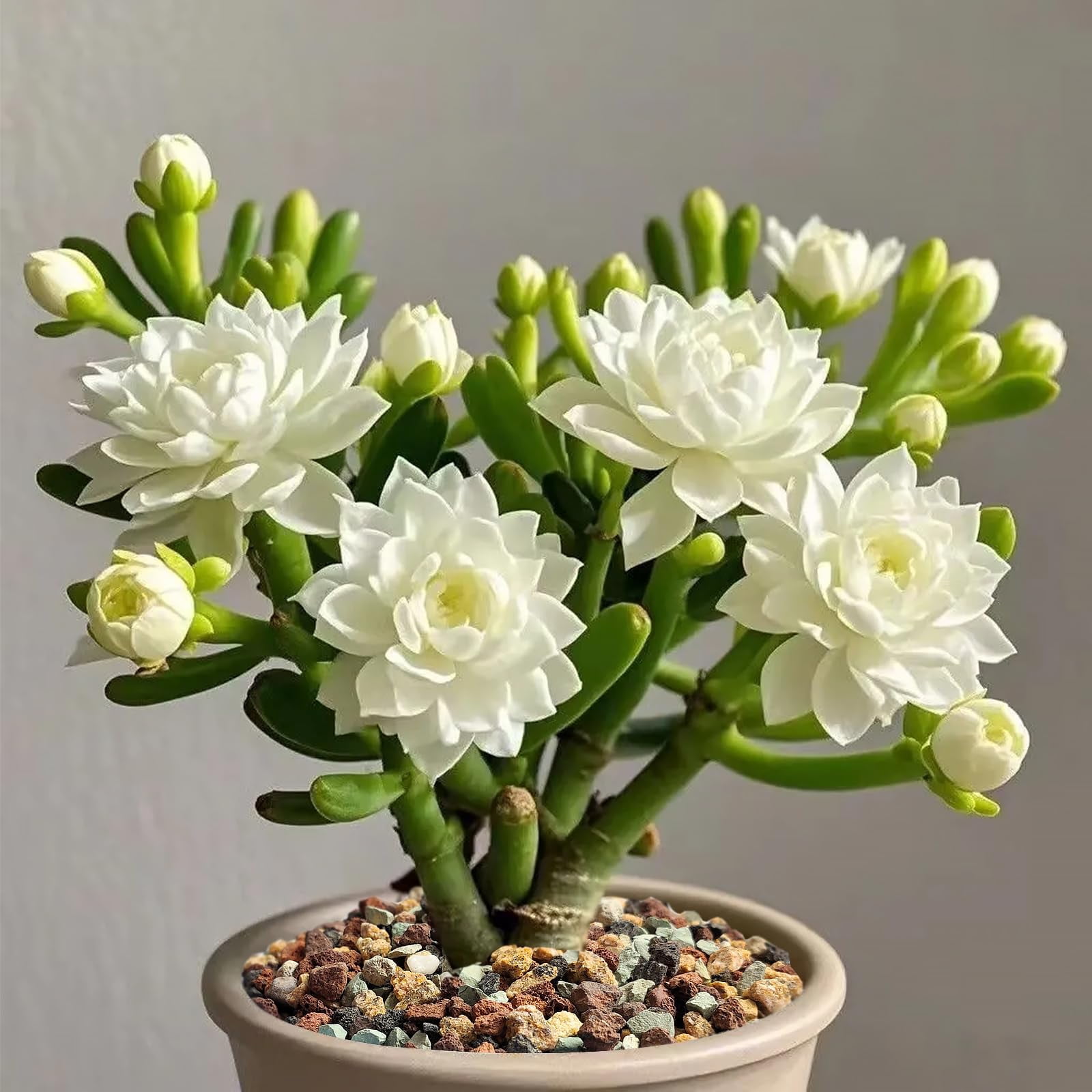 2.2lbs Succulent Cactus Soil 0.25inch Potting Mix Horticultural Lava Rocks Bonsai Soil for Indoor Plants Drainage Volcanic Rock for Terrarium Gardening Top Dressing