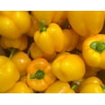 thumbnail image 6 of 20 Seeds Organic Yellow MINI BELL PEPPER Sweet Mild Miniature Capsicum Annuum Vegetable Seeds, 6 of 9