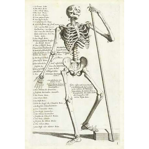 Anatomical Diagram Showing Human Skeleton Front View With Legends
