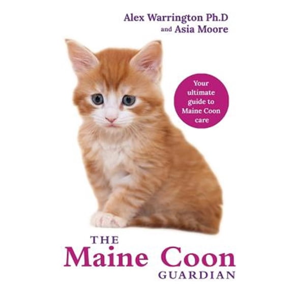 Pre-Owned Maine Coon Cat: From bringing your kitten home to comforting your senior age companion