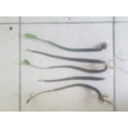 thumbnail image 2 of 5 Live Red Aquarium Filtration Mangrove Seedlings, 2 of 2
