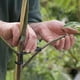 thumbnail image 5 of Prensador de ramas de árboles frutales | Plástico de alta resistencia | 90 mm x 40 mm | Expansor de ramas duradero y reutilizable para dar forma a brotes jóvenes, herramienta de jardín al aire, 5 of 8