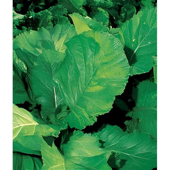 Mustard Florida Broadleaf Seed - 1 Packet