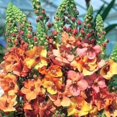 thumbnail image 1 of 100 MIXED COLORS VERBASCUM Verbascum Phoeniceum Flower Seeds, 1 of 5