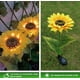 thumbnail image 4 of Luces solares de jardín CM-TOP Decoración de jardines al aire libre LED Impermeables Girasol 1 rama, 4 of 4
