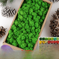 thumbnail image 2 of Musgo reno núcleo eterno musgo 500g flor artificial planta verde decoración de pared paisaje diy, 2 of 4