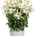 thumbnail image 5 of Proven Winners 5" White Amazing Daisies 'Spun Silk' Shasta Daisy Live Plant in 4.5" Pot, 5 of 5