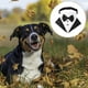 thumbnail image 3 of Perro formal esmoquin bufanda mascota boda pajarita bufanda collar ajustable perro negro corbata Namotu CPB-US-YY686-5, 3 of 5