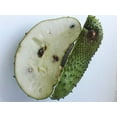 thumbnail image 4 of Naturalike Organic Dried Soursop Leaves 1oz - Pure Soursop Graviola Leaves for Tea - Handpicked From Farms - Natural Superfood Enriched with Vitamins & Antioxidants - Whole Leaves Herbal Tea - 28 Gram, 4 of 9