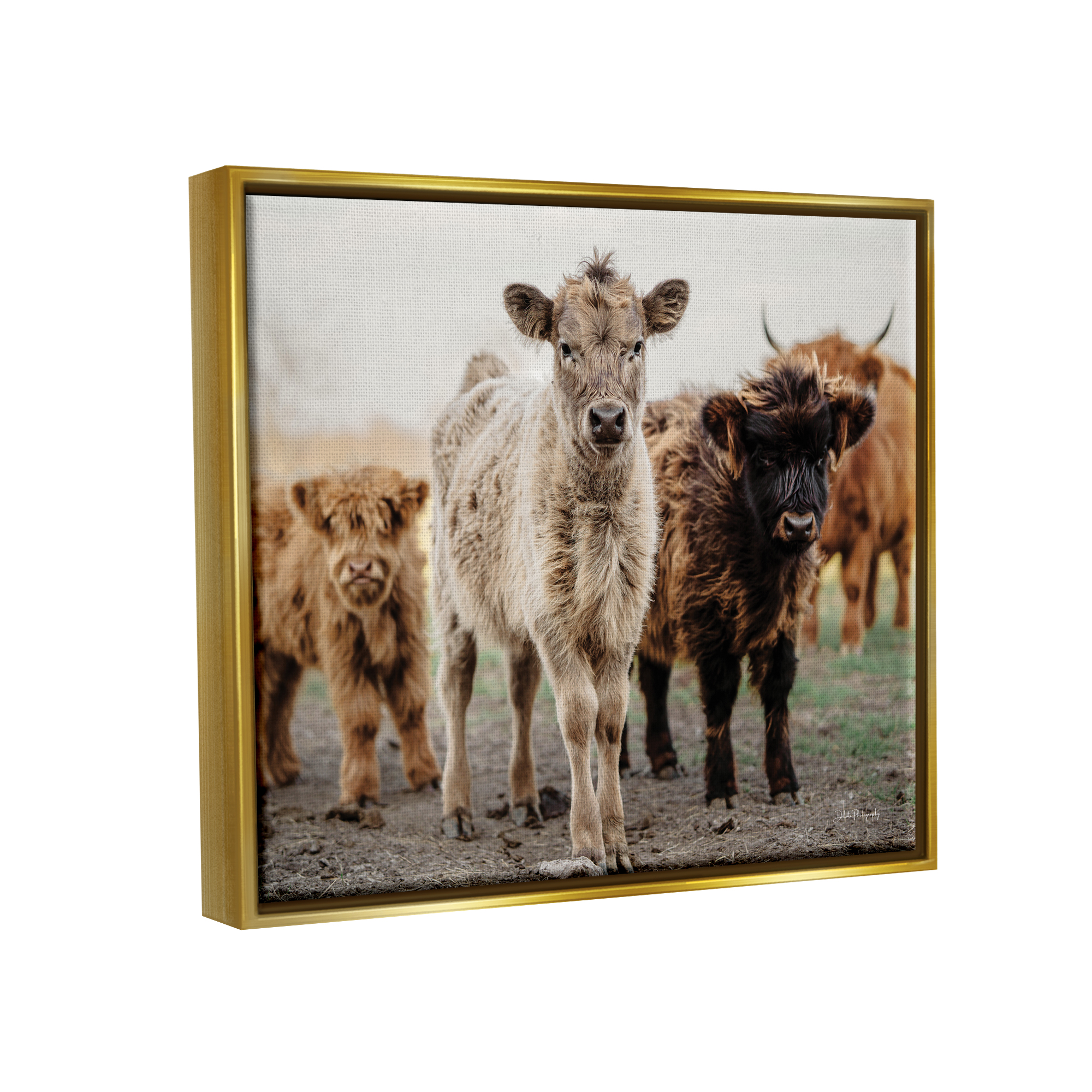 Stupell Industries Baby Calves on Farm Animals & Insects Photography Gold Floater Framed Art Print Wall Art, 21 x 17