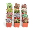 thumbnail image 2 of Home Botanicals Premium Pastel Succulent (Collection of 12), 2 of 4