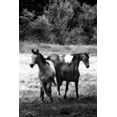 thumbnail image 2 of Hausenflock, Alan 17x24 Gold Ornate Wood Framed with Double Matting Museum Art Print Titled - The Horses Three I, 2 of 4