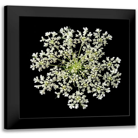 Christensen, Jim 12x12 Black Modern Framed Museum Art Print Titled - Queen Annes Lace II