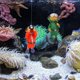 thumbnail image 3 of AURARMLET 2Ud Para Acuario Con Buceador Y Materiales Premium, 3 of 5