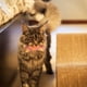 thumbnail image 4 of 10 Uds. De juguetes para gatos, juguetes plegables con forma de resorte para gatos, juguetes interactivos coloridos y divertidos para mascotas MFZFUKR BST3000019-2, 4 of 5