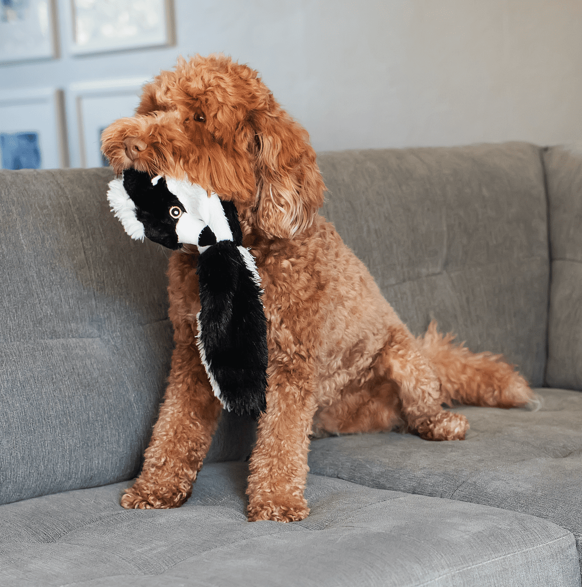 Vibrant Life Stuffing Free Skunk Dog Toy with Squeaky Ball, 20 inches