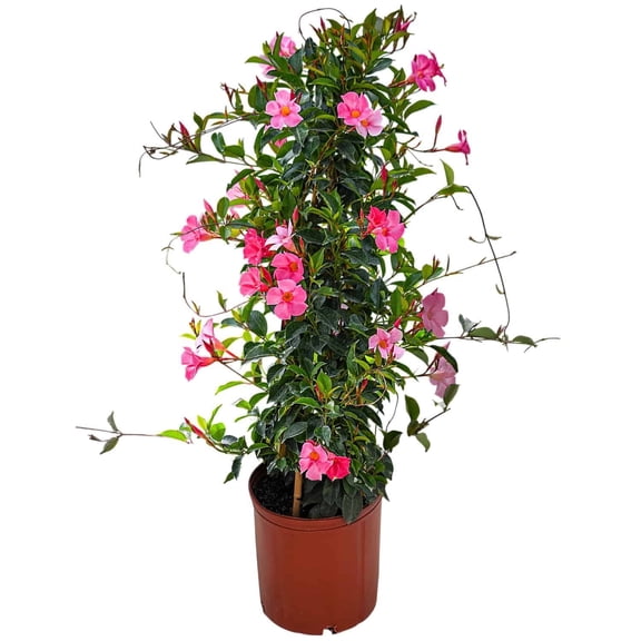 Tropical Plants of Florida 36" Pink Dipladenia Live Plant in 10" Grower Pot, Blooms Pink Flowers