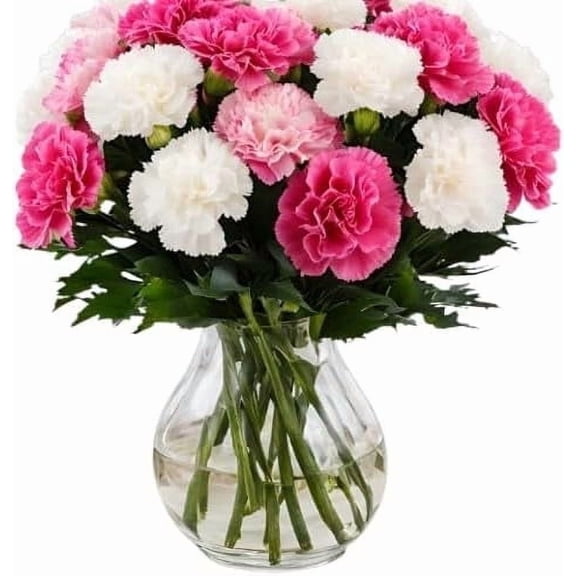 KaBloom: 12 Pink and White Carnation without vase, Next-Day Delivery, Gift for Every Occasion.