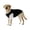 Black, variant on NovaStitch Dog Shirts Quick Dry Dog Clothes Breathable Stretchy Pet T-Shirt Pet Apparel with Basketball Style for Medium and Large Dogs Wine 2XL