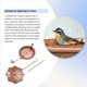 thumbnail image 3 of Baño para Pájaros Colgante Comedero para Pájaros Colgante Baños para Pájaros de Metal para Exteriores Bandeja Colgante Bandeja para Baño de Pájaros o Agua para Pájaros B, 3 of 5