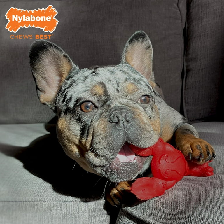 Nylabone Power Chew Lobster Dog Toy Filet Mignon Medium Wolf Up to 35 lbs. 1 Count Walmart