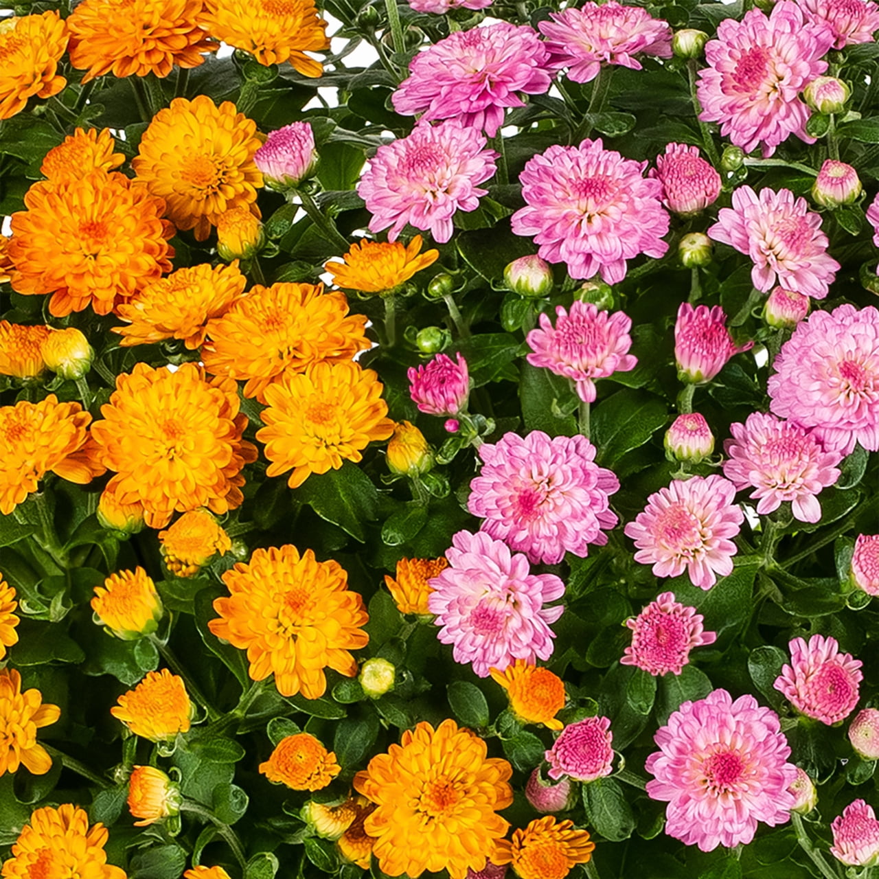 Better Homes & Gardens 24" Orange Pink Chrysanthemum Live Plants in 1.5GAL Growers Pot Full Sun