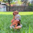 thumbnail image 3 of Accent Collection Solar Garden Dog Statue, Housewarming Gift For Dog Lovers, 9" Outdoor Decor, 3 of 7