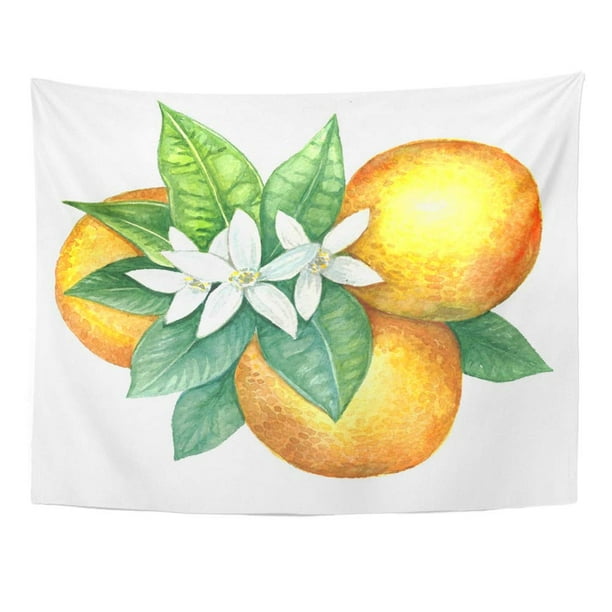Zealgned Tropical Watercolor Drawing Green Leaves Flowers Fruits Orange Tree Bloom Blossom Wall Art Hanging Tapestry Home Decor For Living Room Bedroom Dorm 60x80 Inch Walmart Com Walmart Com Zealgned Tropical Watercolor Drawing Green Leaves Flowers Fruits Orange Tree Bloom Blossom Wall Art Hanging Tapestry Home Decor For Living Room Bedroom Dorm 60x80 Inch Walmart Com Walmart Com