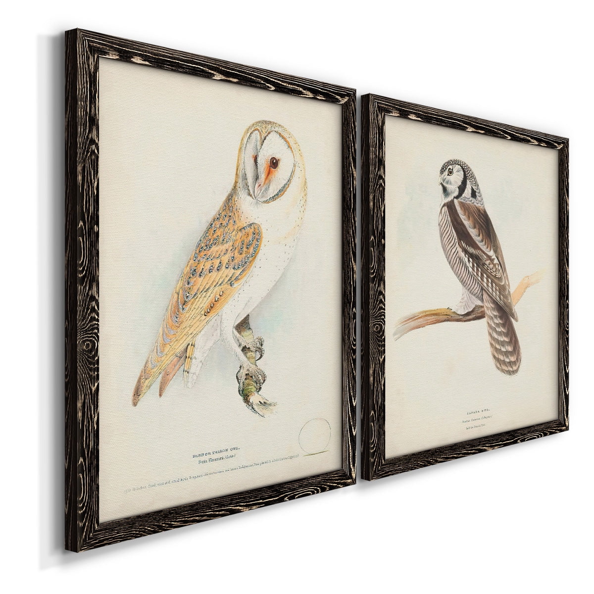 Barn Owl - Premium Framed Canvas 2 Piece Set - Ready to Hang
