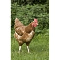 thumbnail image 1 of Posterazzi DPI1843811 Chicken in A Field Poster Print, 11 x 17, 1 of 1