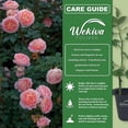 thumbnail image 4 of Abraham Darby Rose Bush - 3 Live Starter Plants in 2 Inch Pots - Beautifully Fragrant Heirloom Rose from Florida - A Versatile Beauty with a Rich Fragrance, 4 of 6