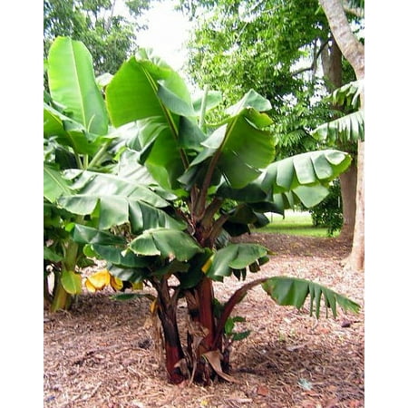 Dwarf Red Banana Plant Musa Great Fruit 4 Pot Dwarf Red Banana Plant Musa Great Fruit 4 Pot