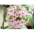 thumbnail image 3 of Tricolor Wax Plant - Hoya Tricolor - Great House Plant/Exotic Flower - 4" Pot, 3 of 3