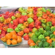 50 *Seeds Mixed HOT HABANERO PEPPER Red Orange White Brown Mix Capsicum Chinense