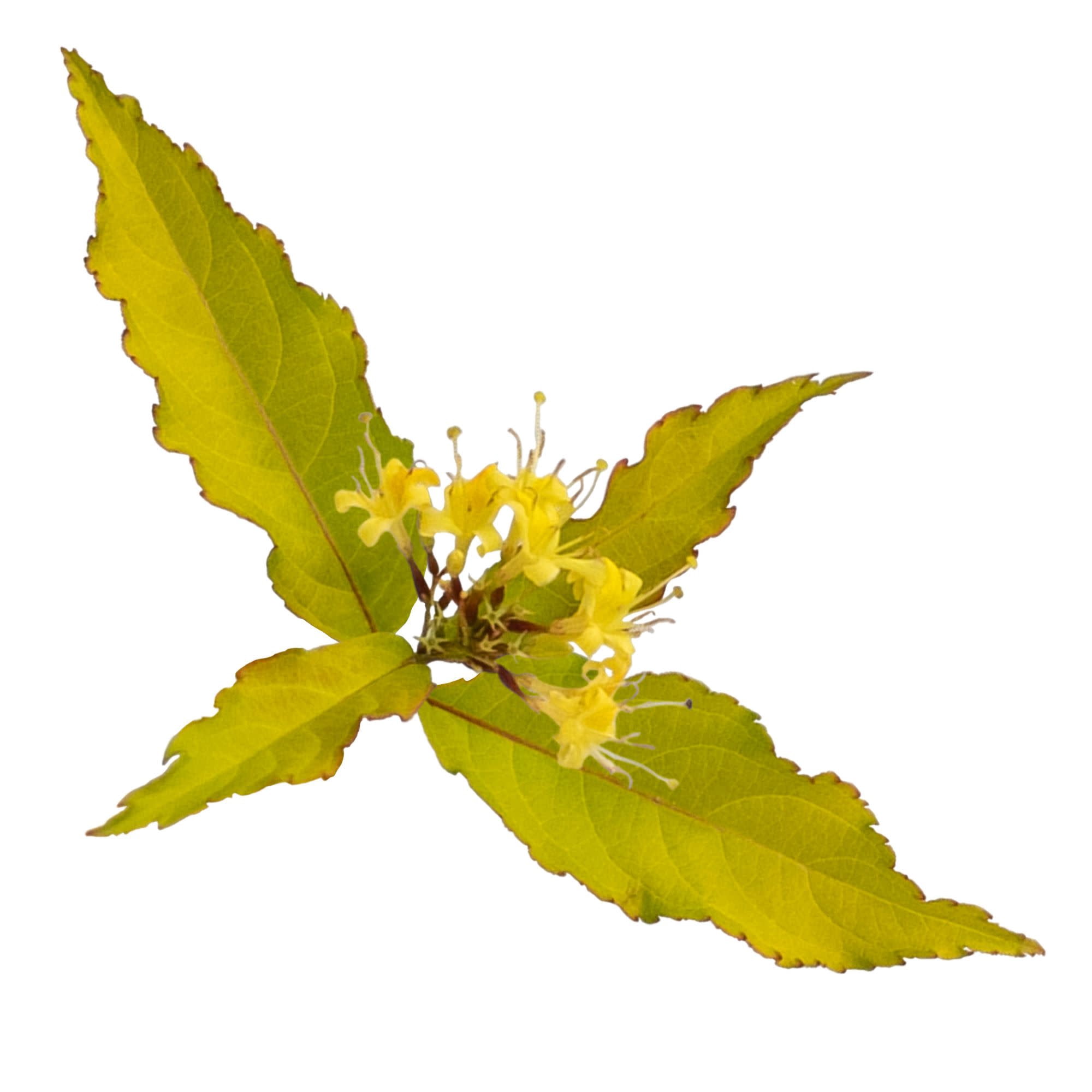 Proven Winners ColorChoice 5" Orange Kodiak Fresh Diervilla Live Plant in 4.5" Pot (4 Count)