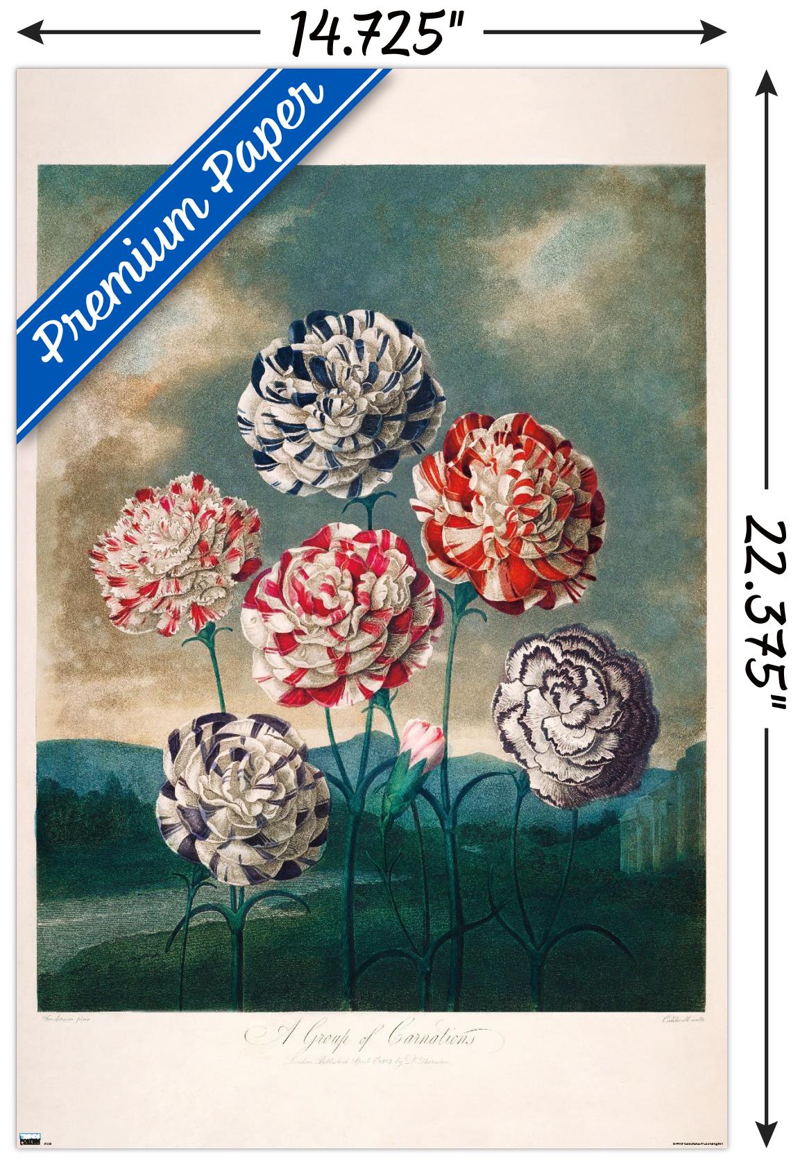 A Group Of Carnations Wall Poster, 14.725" x 22.375"