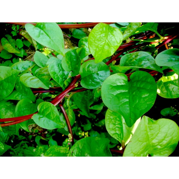 100 Malabar Red Stem Spinach Seeds Herb Heirloom Non-GMO Phooi Leaf, Red Vine, Alugbati, Mồng Tơi Đỏ,from USA [ Mai's Family ]