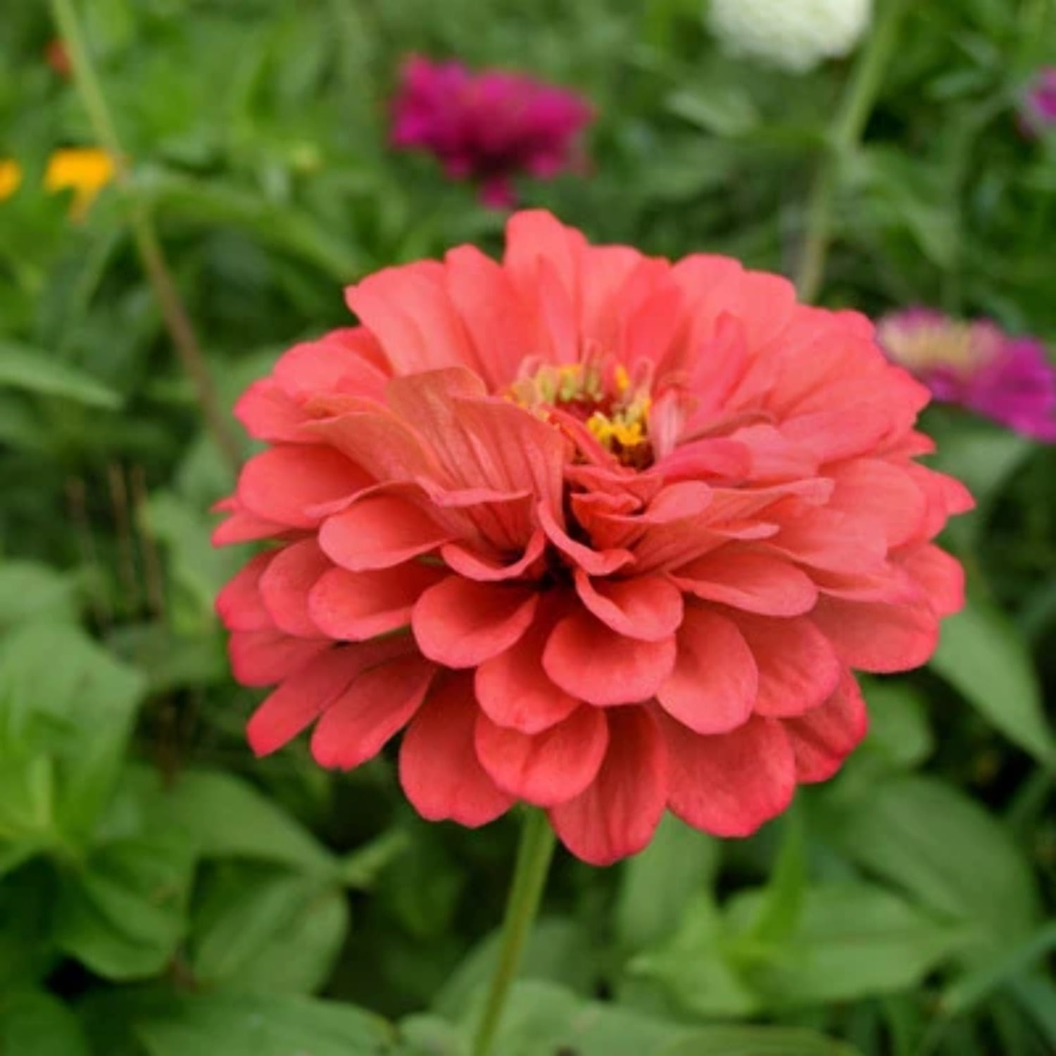 Zinnia Benary's Giant Coral Seed NONGMO 250 Seeds