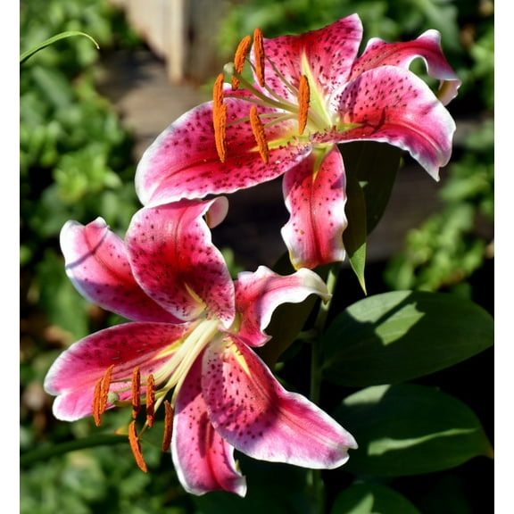 3 Stargazer Lily Bulbs, Pink Lilium Flower Bulbs for Container or Garden Growing, Medium Lilies Bulbs Ready to Plant
