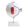 thumbnail image 1 of ruzhgo Simulation Human Eye Ball Model Anatomical Study Tool Lab Supplies Type A, 1 of 1