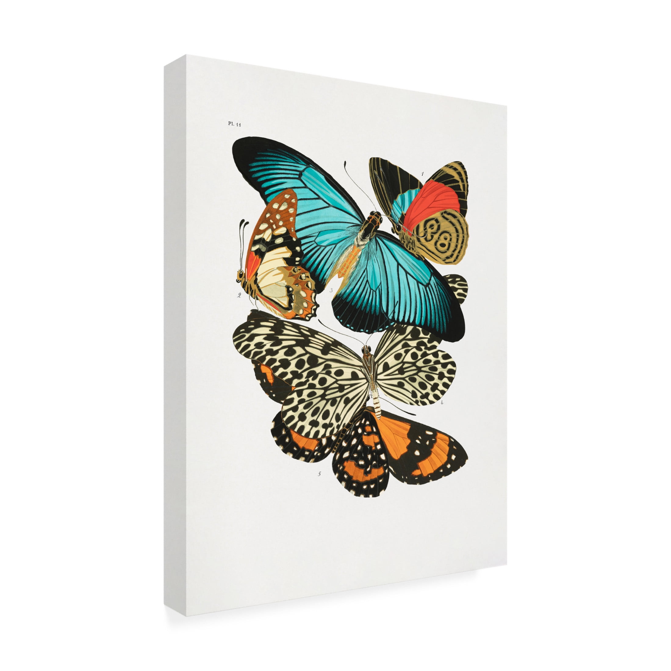 Trademark Fine Art Pictufy Butterflies 1 Canvas Wall Art