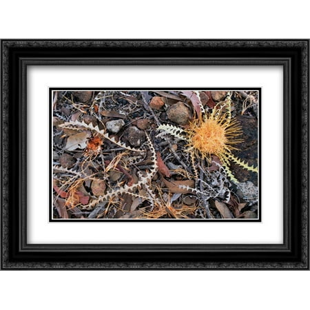 Acorn Banksia among leaves and rocks on the desert floor, Western Australia 2x Matted 24x18 Black Ornate Framed Art Print by Ellis,