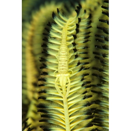 Yellow commensal shrimp on crinoid Canvas Art - Steve JonesStocktrek Images (12 x 18)