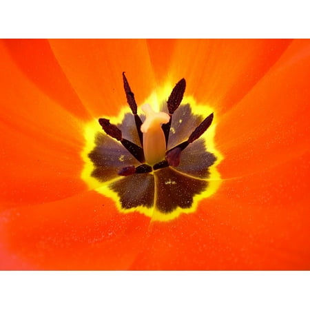 Multi Color Jeweled Flower - LAMINATED POSTER Petals Macro Multicolor Orange Nature Flower Poster Print 24 x 36