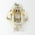 thumbnail image 3 of Mercana Fozzil White and Tan Colored Resin Sabretooth Skull Replica, 3 of 10