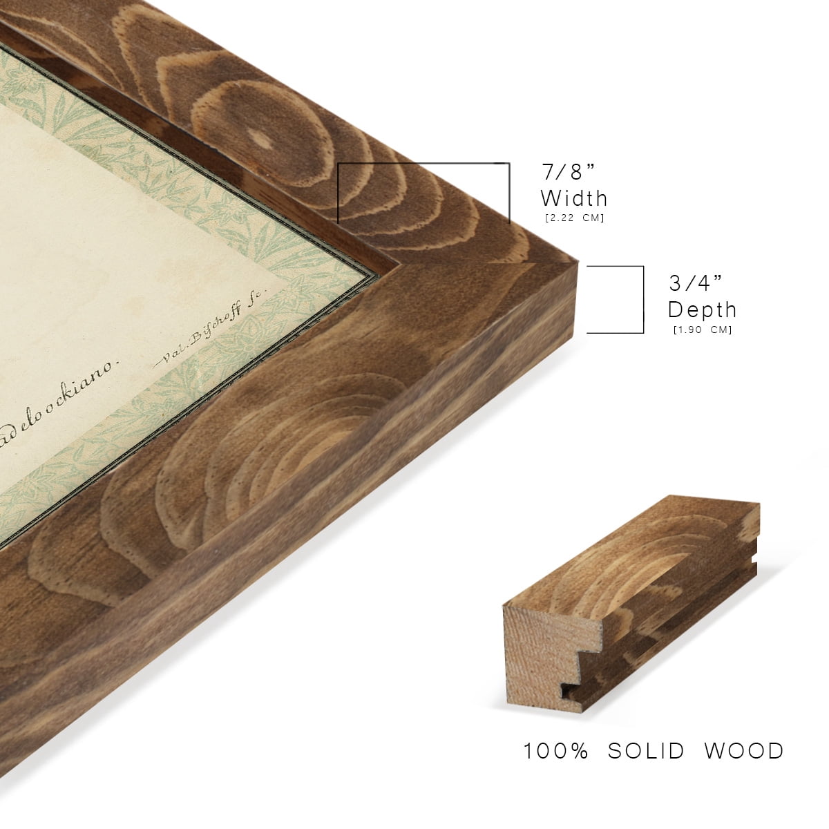 Bookplate Shells VI - Framed Print w/glass - Walnut