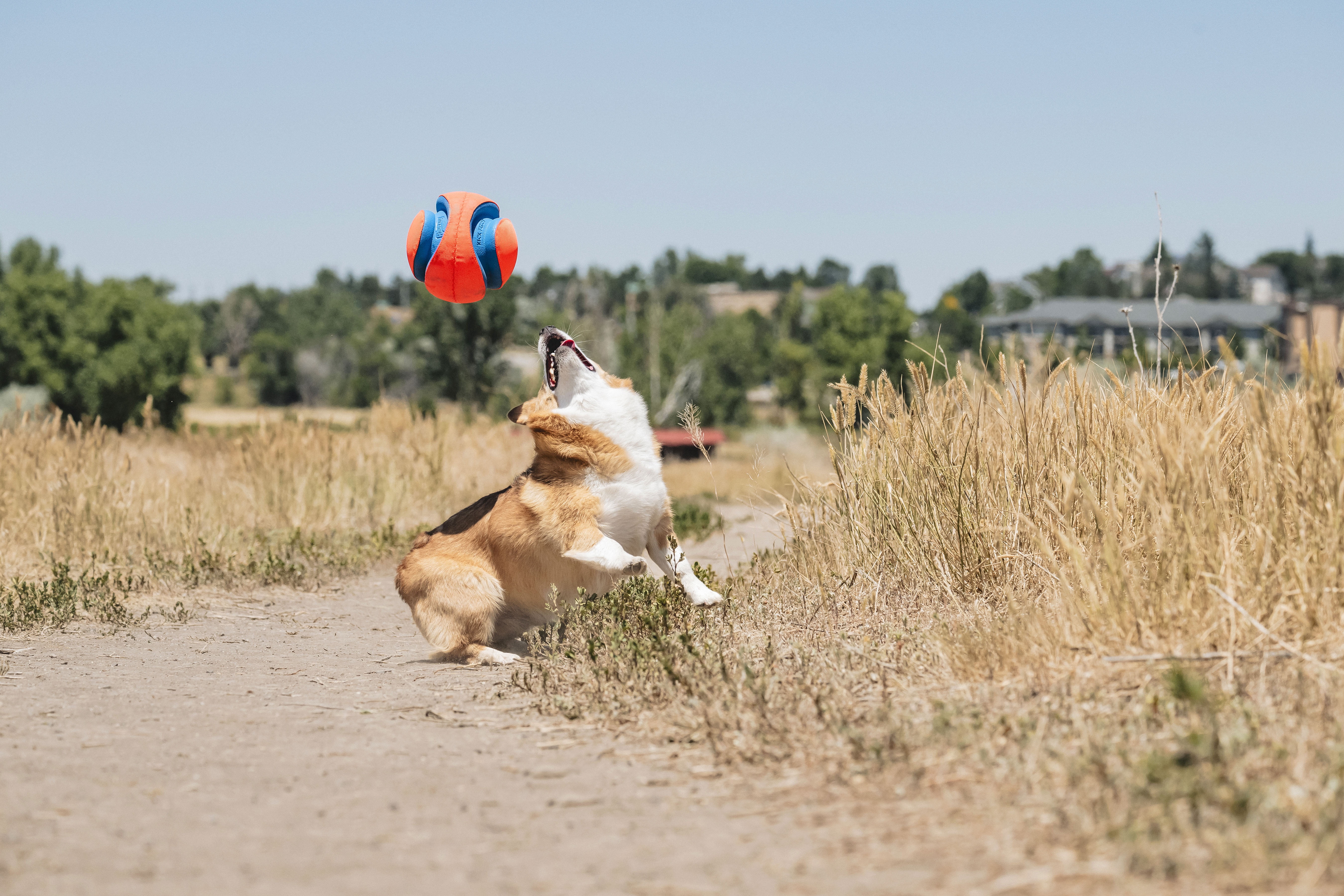 Chuckit! Kick Fetch Rubber Ball Interactive Fetch Dog Toy, Large 8" for Large Dogs 60-100 lb, Orange, Pack of 1