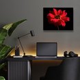 thumbnail image 6 of Epic Art 'Red Flower on Black 01' by Tom Quartermaine, Acrylic Glass Wall Art, 16"x12", 6 of 8