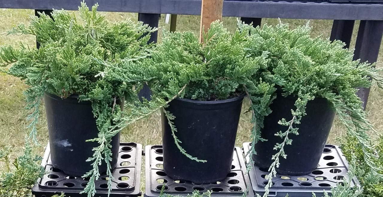 Juniper Blue Rug, Wilton Ground Cover, Gallon Pots, Lot of 3 Walmart