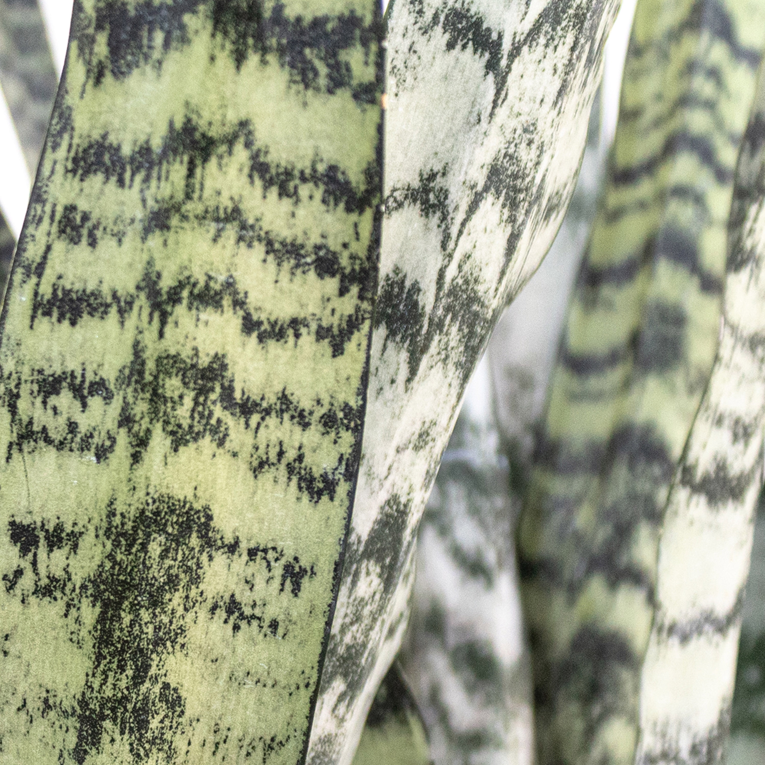United Nursery Live Sansevieria Zeylanica Houseplant 12-14in Tall in 6in Premium Ecopots Terracotta